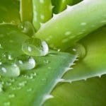 Aloe Vera and Its Health Benefits
