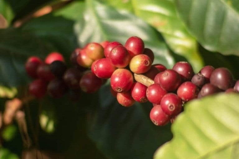 What is Coffee Berry Uses, Health Benefits
