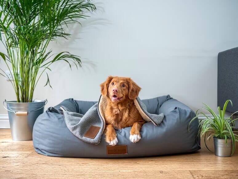 DIY Dog Bed Ideas for Pet Owners